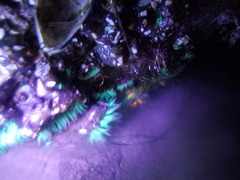 Anthopleura elegantissima