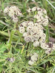 Pycnanthemum