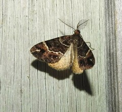 Pseudocoremia productata