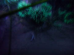 Anthopleura elegantissima