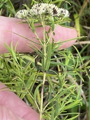 Pycnanthemum
