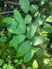 Streptopus lanceolatus