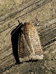 Abagrotis alternata