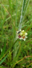 Ludwigia suffruticosa