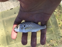 Leiostomus xanthurus