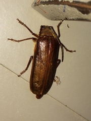 Tragosoma harrisii