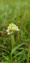 Ludwigia suffruticosa