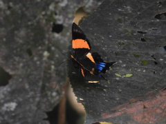 Ancyluris inca