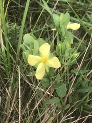 Hypericum hypericoides
