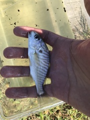Leiostomus xanthurus