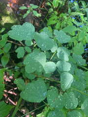 Thalictrum dasycarpum