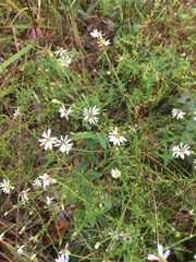 Symphyotrichum dumosum