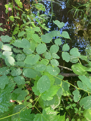 Thalictrum dasycarpum