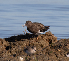 Arenaria melanocephala