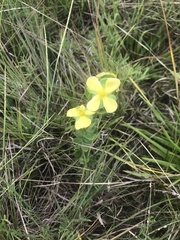 Hypericum hypericoides