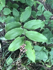 Maianthemum racemosum