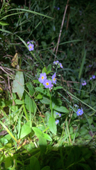 Myosotis scorpioides