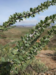 Fouquieria splendens