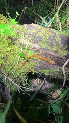 Eurycea longicauda
