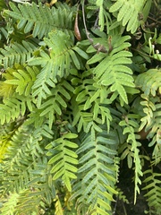 Pleopeltis michauxiana