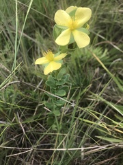 Hypericum hypericoides