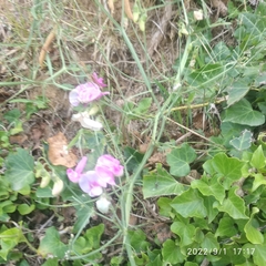 Lathyrus latifolius
