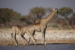 Giraffa camelopardalis angolensis