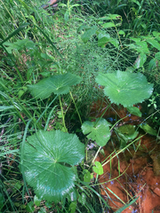 Caltha palustris