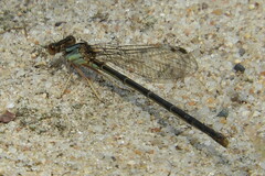 Argia apicalis