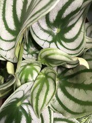 Peperomia argyreia