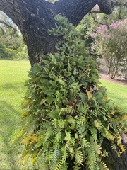 Pleopeltis michauxiana