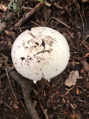 Phalloideae