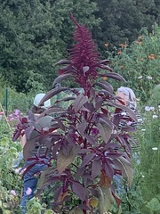Amaranthus cruentus