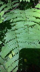 Osmunda claytoniana