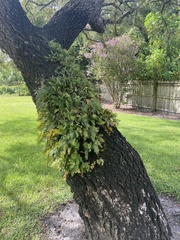 Pleopeltis michauxiana