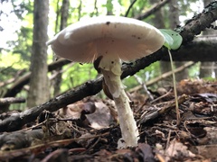 Phalloideae