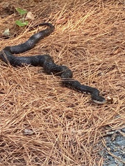 Pantherophis alleghaniensis