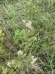 Pycnanthemum