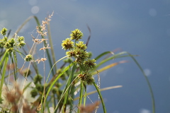 Cyperus