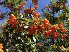 Pyracantha