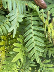 Pleopeltis michauxiana