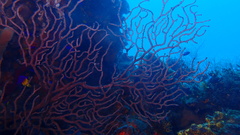 Iciligorgia schrammi