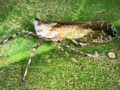 Orthopagus splendens