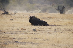 Connochaetes taurinus taurinus