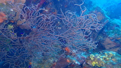 Iciligorgia schrammi