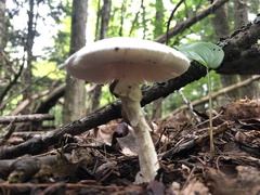 Phalloideae