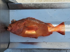 Sebastes constellatus