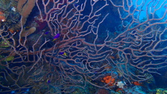 Iciligorgia schrammi