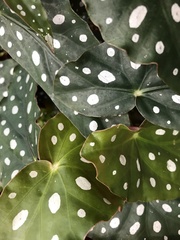 Begonia maculata