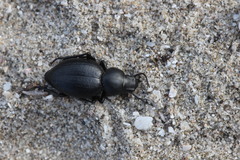 Tentyria mucronata